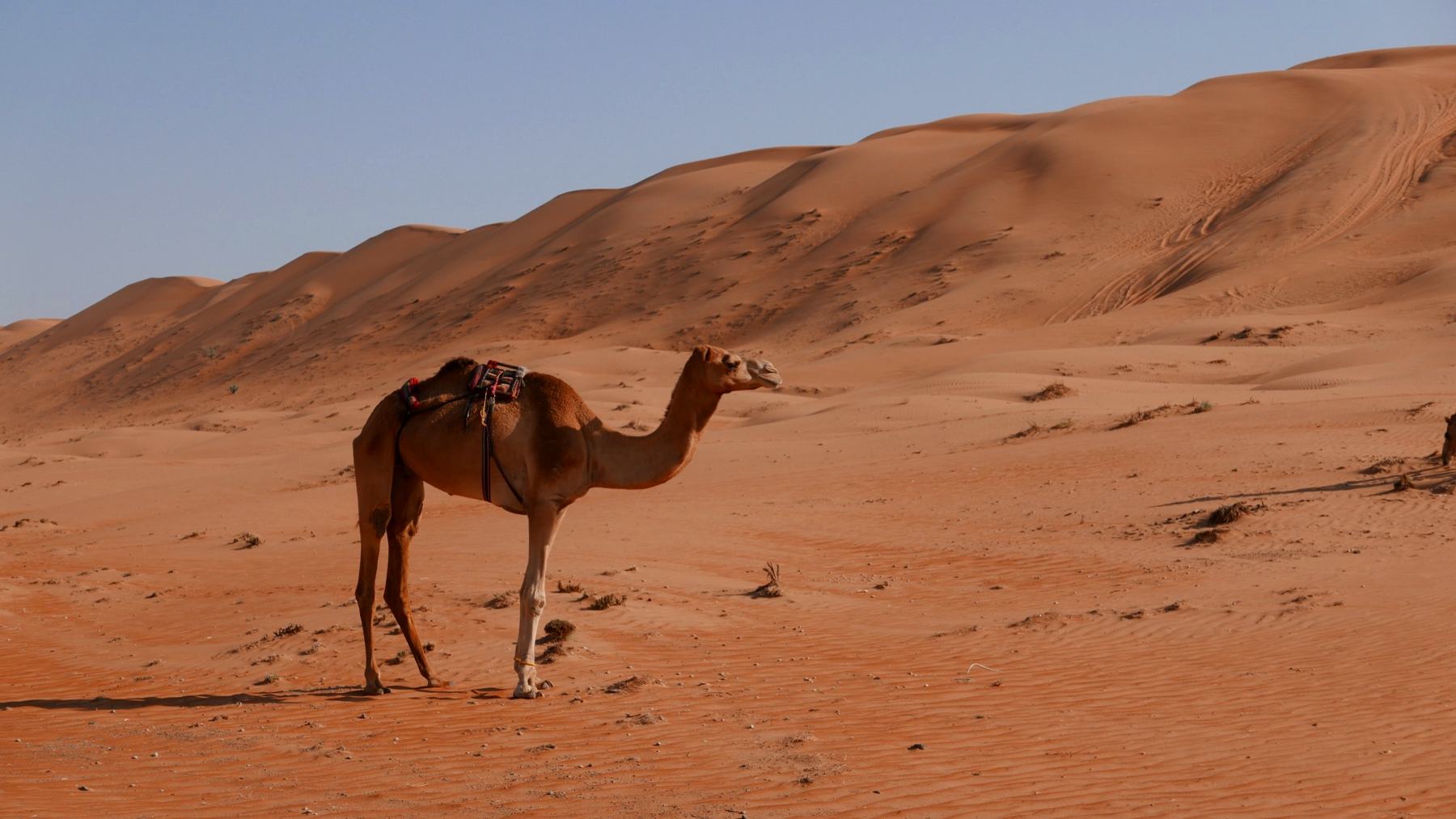 Un dromedario sellato davanti alle dune rosse di Wahiba Sands
